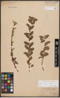 Foto von Salix aurita L. x Salix repens L.